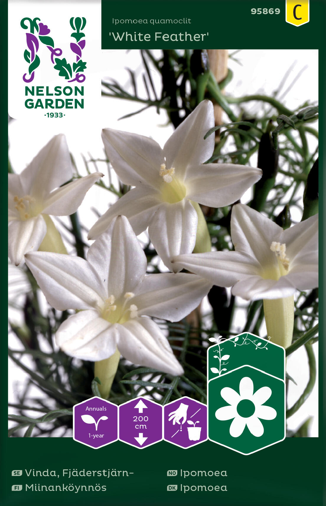 Ipomoea 'White Feather'